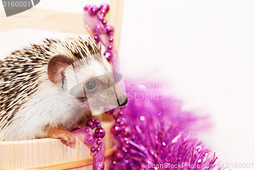 Image of A cute little hedgehog - ( African white- bellied hedgehog )