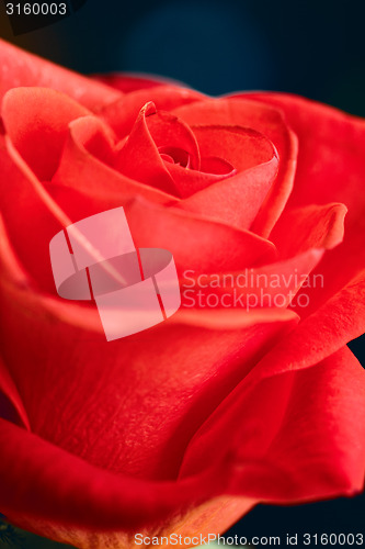 Image of Beautiful red rose closeup
