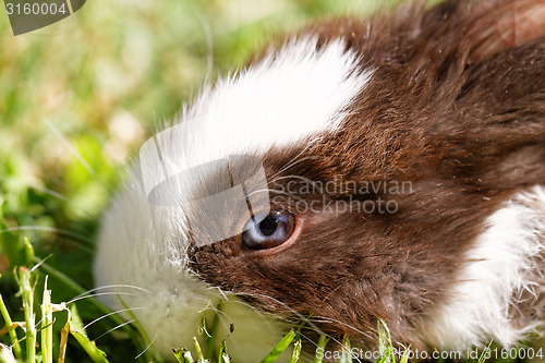 Image of Cute bunny