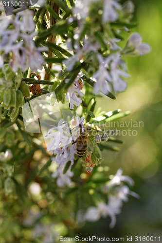 Image of Rosemary plant