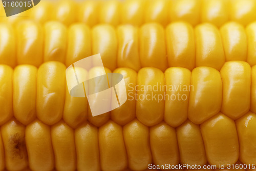 Image of Corn background