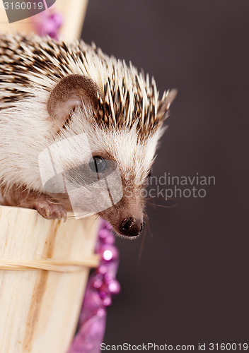 Image of A cute little hedgehog - ( African white- bellied hedgehog )