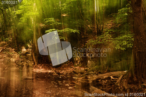 Image of Blurred trees background