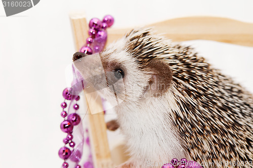 Image of A cute little hedgehog - ( African white- bellied hedgehog )