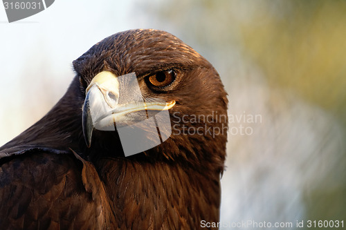 Image of The Steppe Eagle