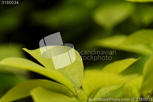 Image of Green leaf