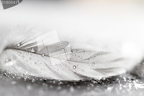 Image of White feather with water drops