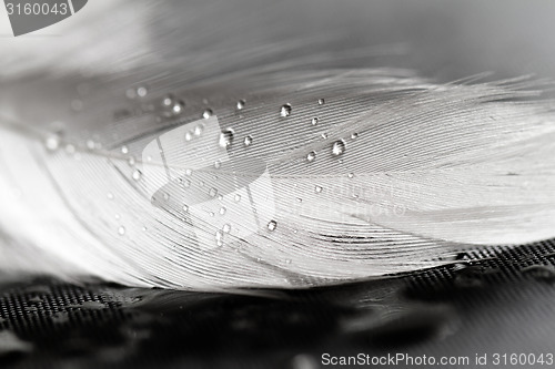 Image of White feather with water drops