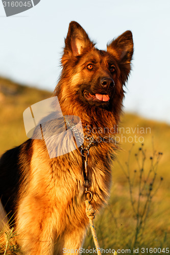 Image of German shepherd dog