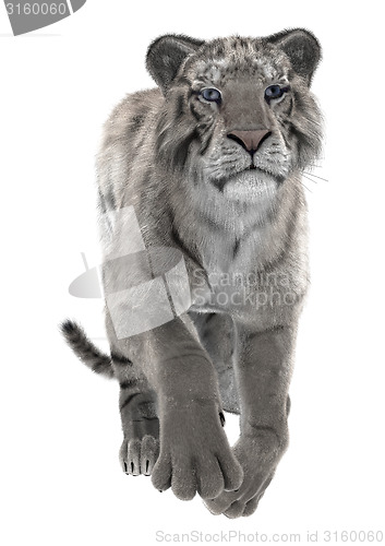 Image of White Tiger