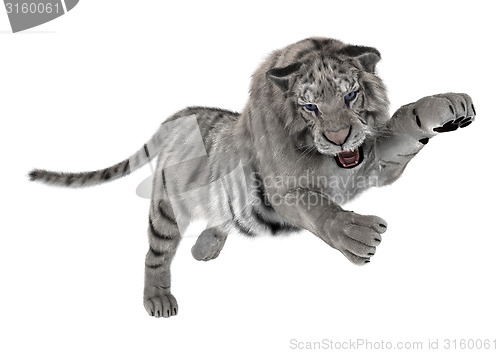 Image of White Tiger