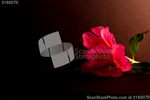 Image of red flower