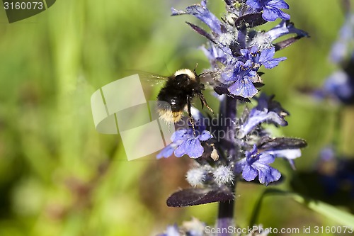 Image of bumble bee in flight