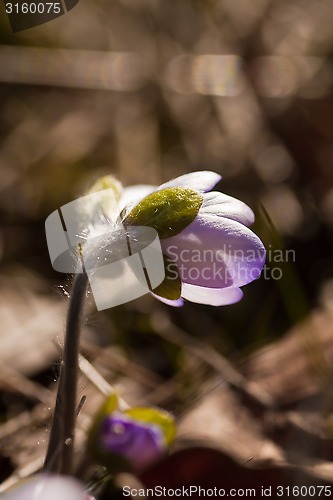 Image of blue anemone