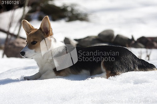 Image of puppy in snow