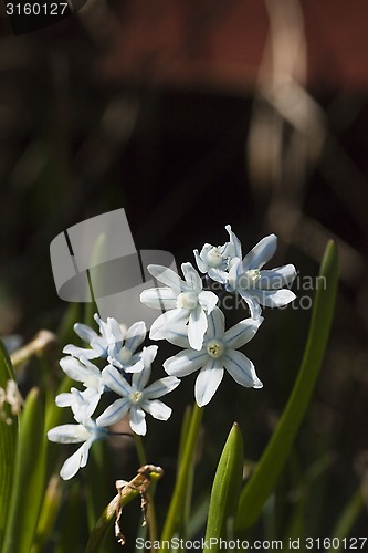 Image of scilla siberica