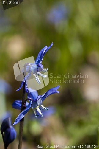 Image of scilla