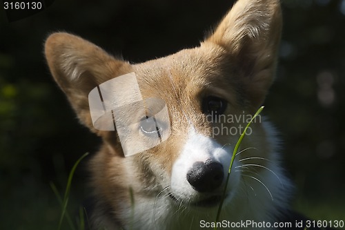 Image of dogs face
