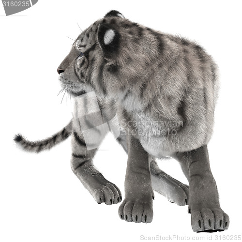 Image of White Tiger