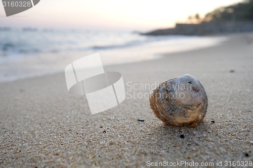 Image of Shell on the beach