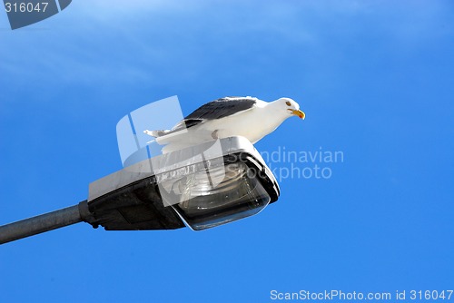 Image of gull