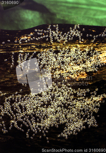 Image of Eggs on a root laid by Flag Cichlid . Mesonauta festiva