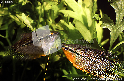 Image of Courtship between Pearl Gourami female and male. Trichopodus Leerii.