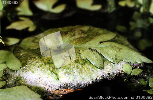 Image of Bubble nest built by Pearl Gourami. Trichopodus Leerii.