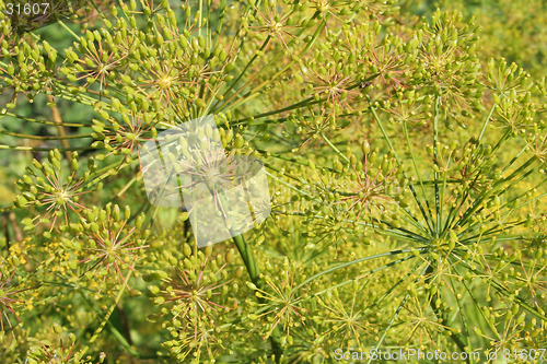 Image of Dill background