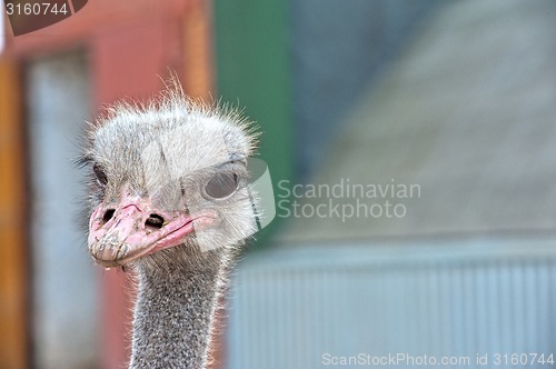 Image of ostrich