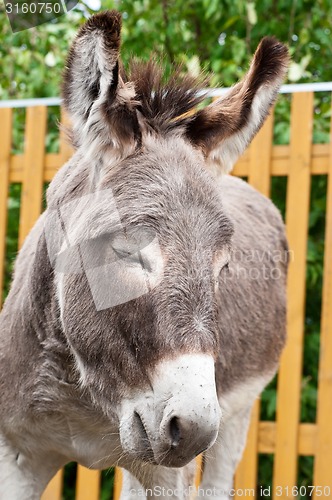 Image of Donkey