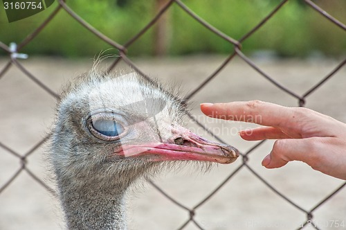 Image of ostrich