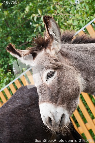 Image of Donkey