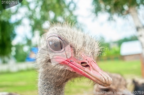 Image of ostrich