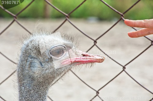 Image of ostrich