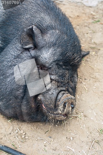 Image of black pig