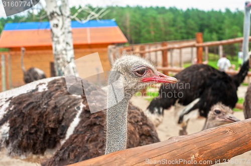 Image of ostrich