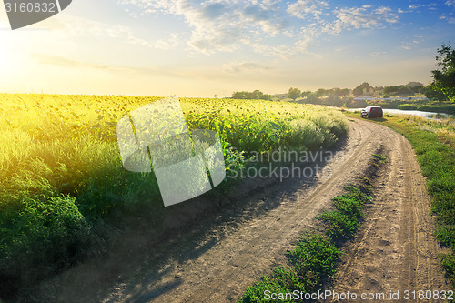 Image of Sunflowers by the road