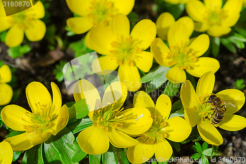 Image of Small yellow spring flowers and bee