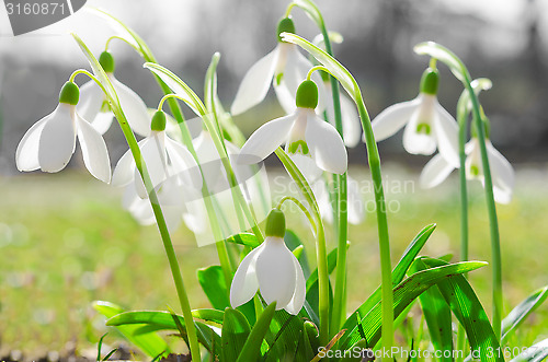 Image of First spring flowers backlit snowdrops on sunshine Alpine glade