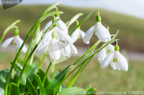 Image of Gentle and fragile first springtime tender snowdrops flowers