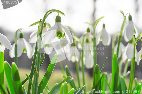 Image of Sunlit beautiful blossom of snowdrops or galanthus on Alps glade