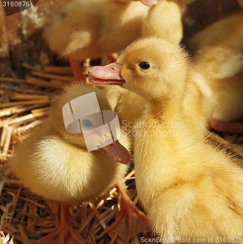 Image of Ducklings on the straw