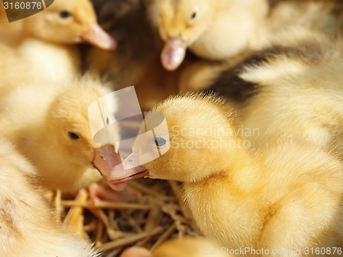 Image of Ducklings group on the straw