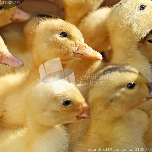 Image of Many small ducklings