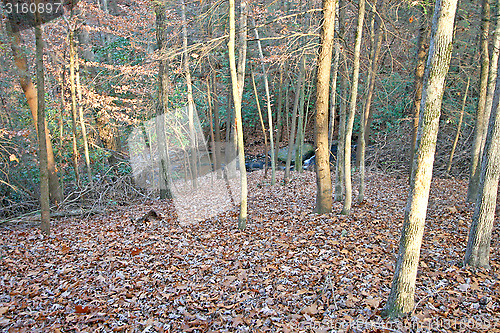 Image of Forest