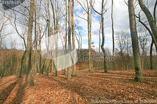 Image of Forest