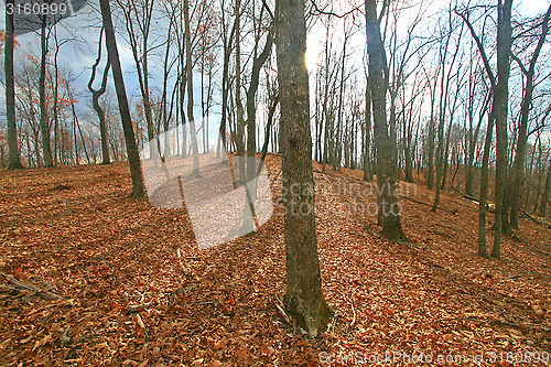 Image of Forest