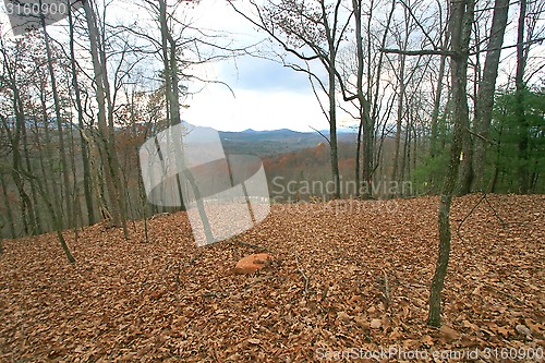 Image of Forest