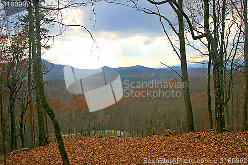 Image of Forest